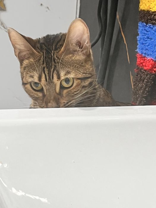 Бенгальские котята