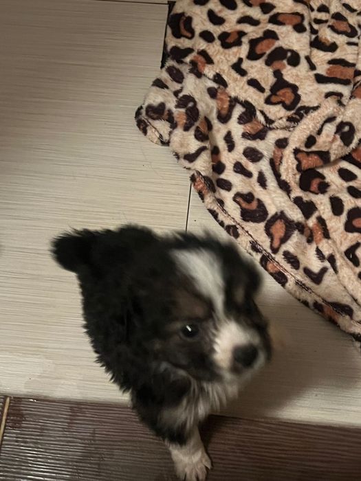 Puiut catel 5 saptamani