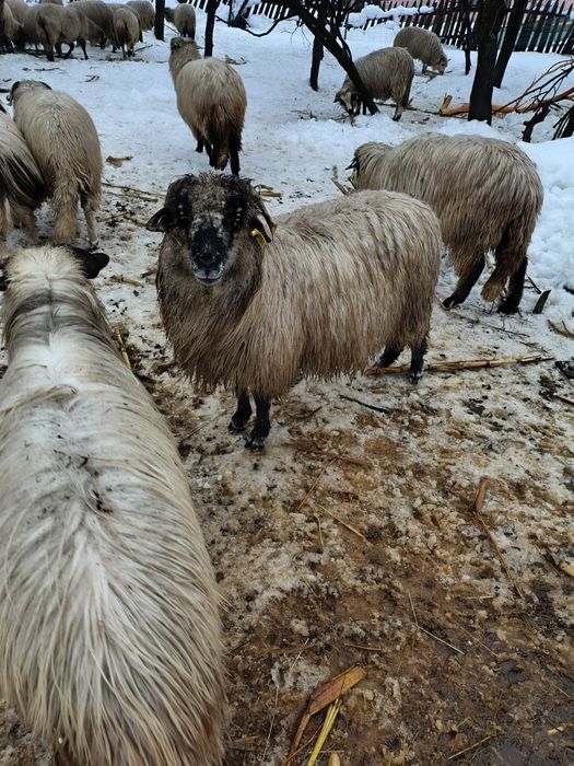 Disponibile oi tinere