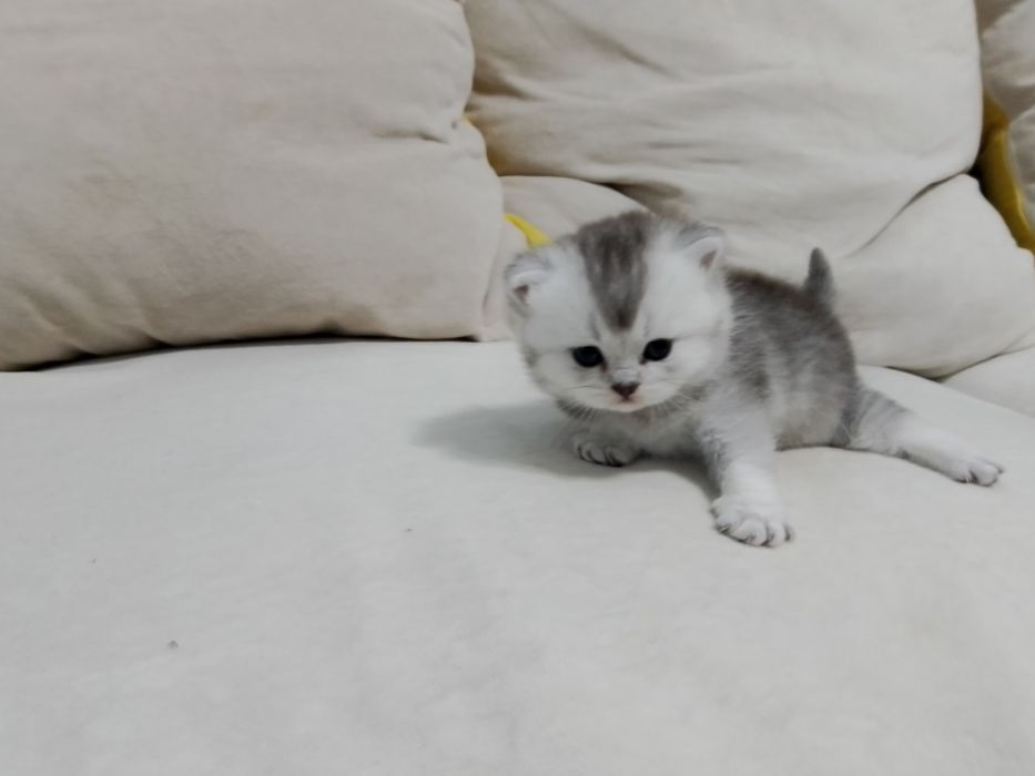 Серебристая шиншила котята.