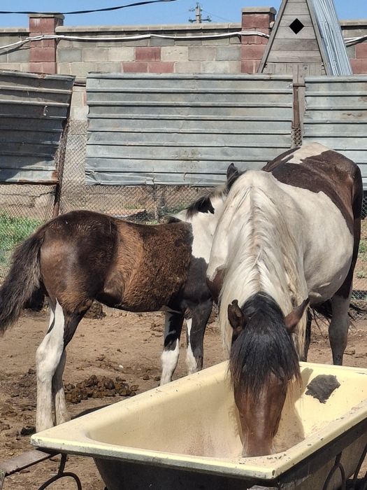 Продам бие с жеребёнком.