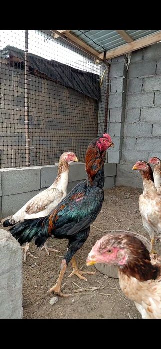 Дакан қораз майский