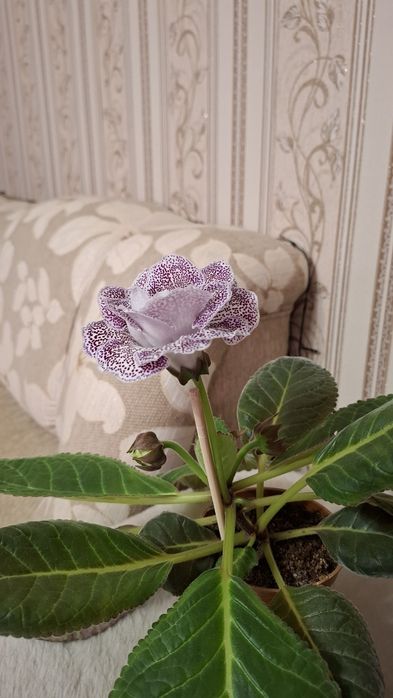 Глоксиния махровая