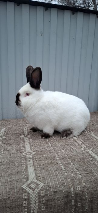 Кролики евро Калифорния