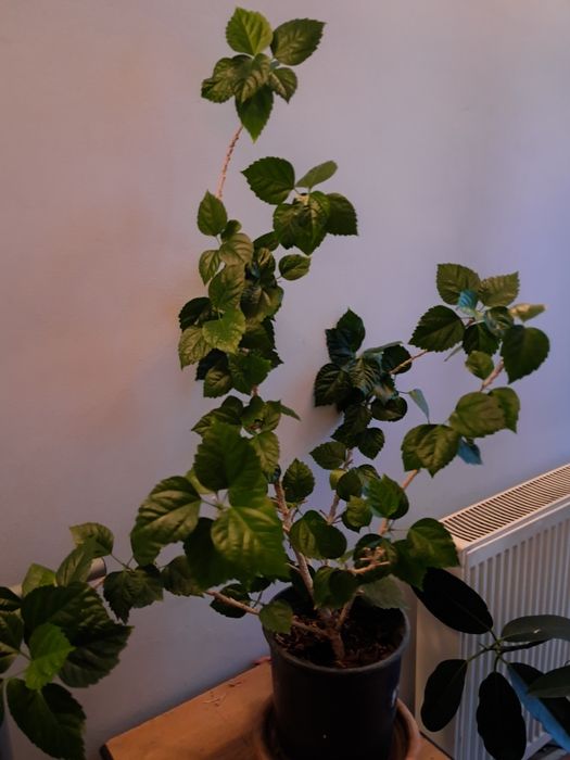 Vand planta trandafir japonez rosu