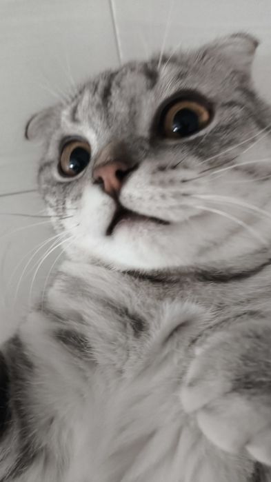 Шотландский вислоухий кот