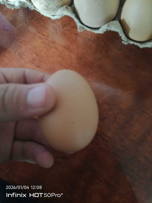 Свежие домашние яйца