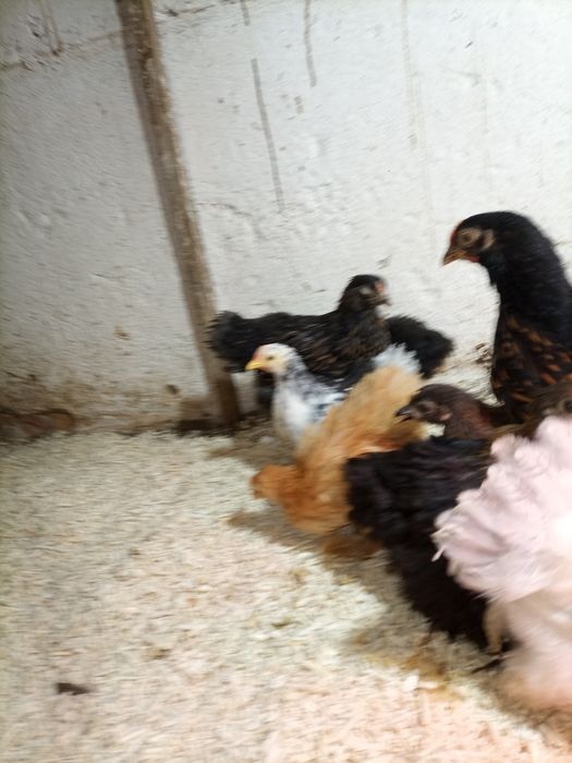 Brahma herminat deschis și hdA