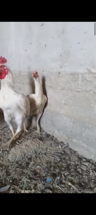 Жужалари сотилади.