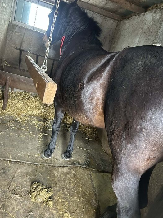 Cai iapa de vânzare