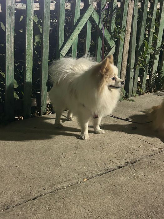 Кобель породы шпиц