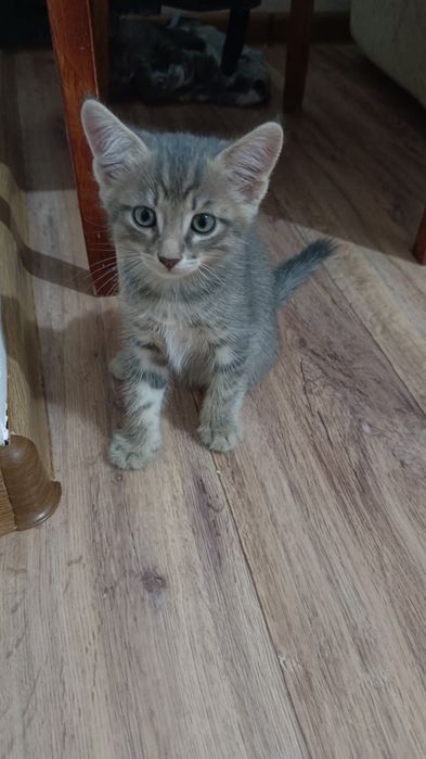 Котята в хорошие руки