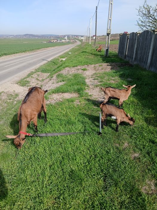 Se vinde capră cu doi pui alpin francez