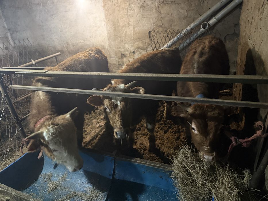 Продам бычков в шахтинске