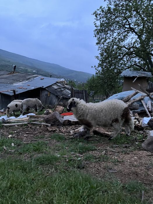 Berbec breaz la 3 luni