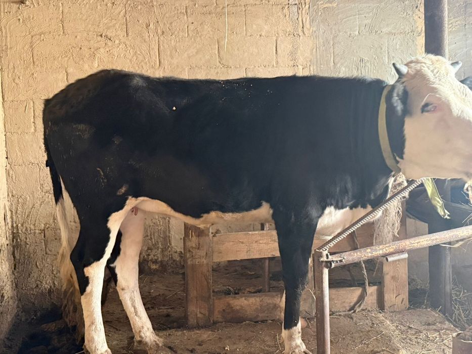 Тёлочка 1,5 года