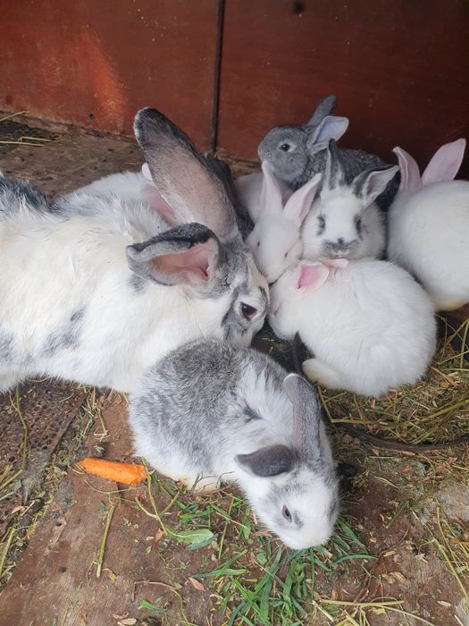 Продам кроликов .