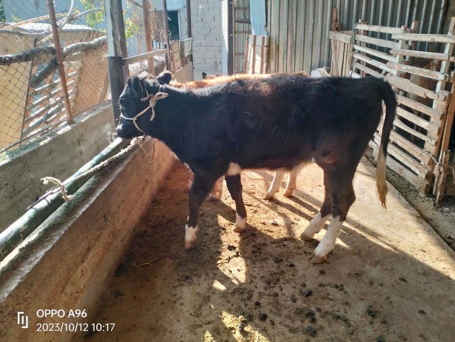 Таналар сатылады 120000