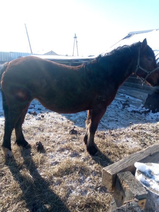 Кобыла жерёбая тяжёлая