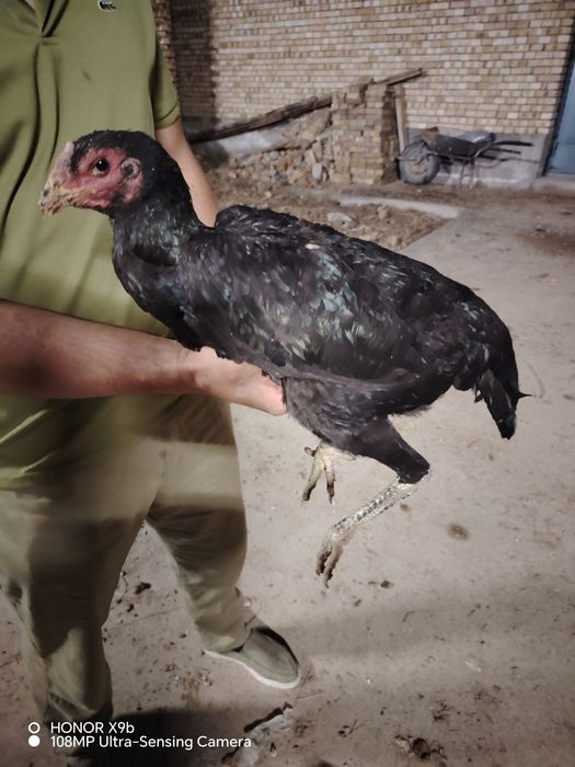 O SHAMO dakan makiyon