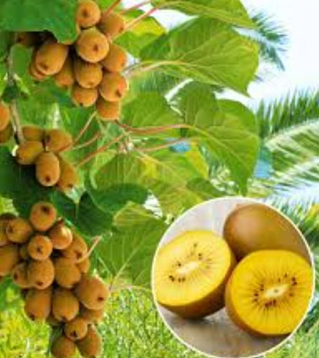 Pomi Exotici (Kiwi GOLD )