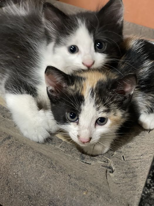 Котята в добрые руки бесплатно