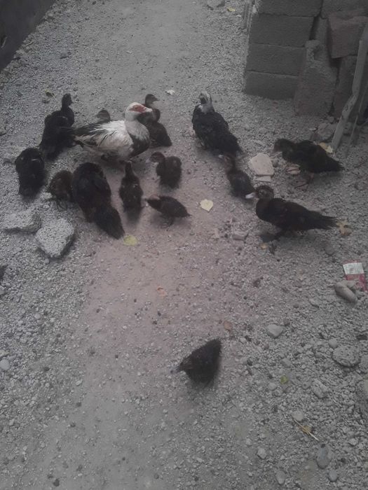 Индоутки продается