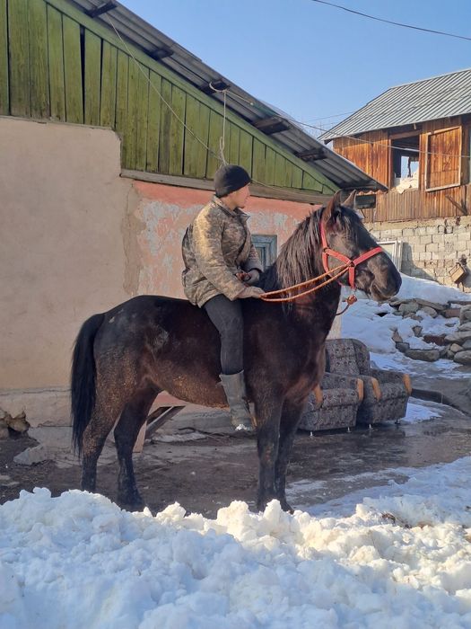 Айғыр сатылады 5 жасар