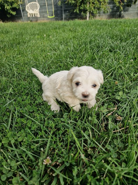 Fetita de bichon maltez