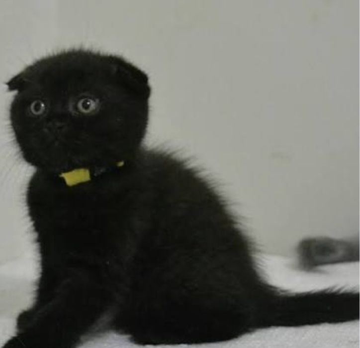 Шикарные котята 1.5 мес