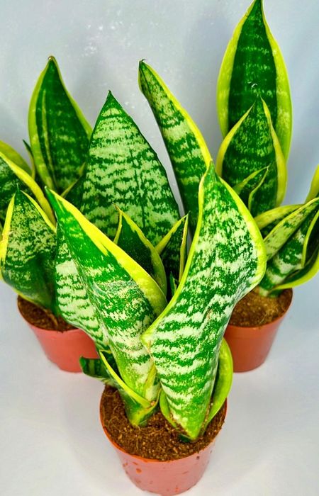 Сансенвиерия Футура Суперба