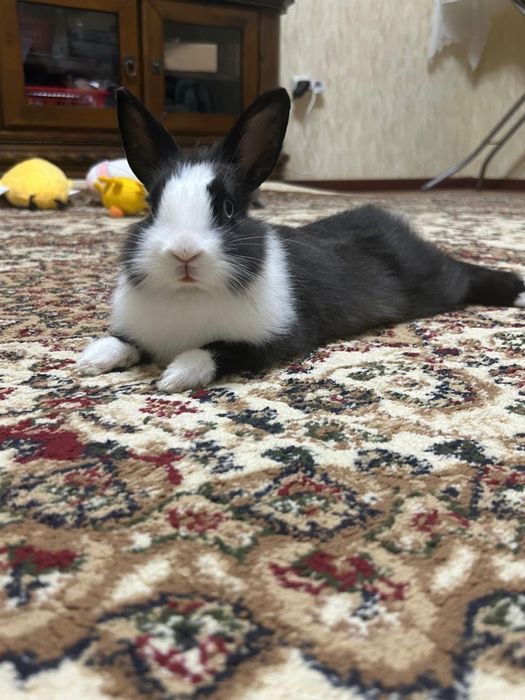 Продам декоративного кролика