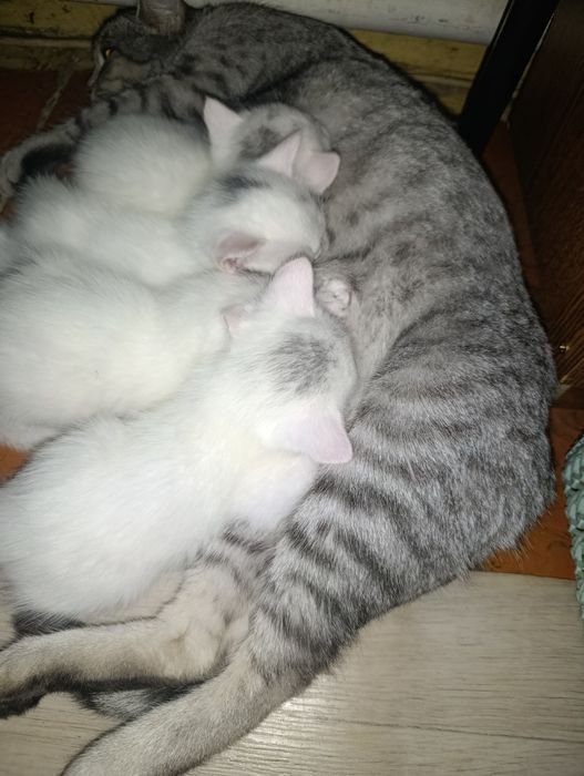 Продам котят британцев