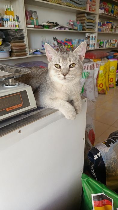Продается котёнок