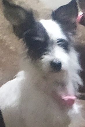 Бесплатно, щенки , собачки, котята 5 месяцев