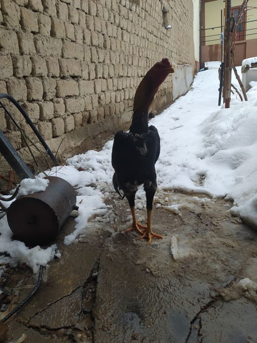 Dakan xoroz sotiladi