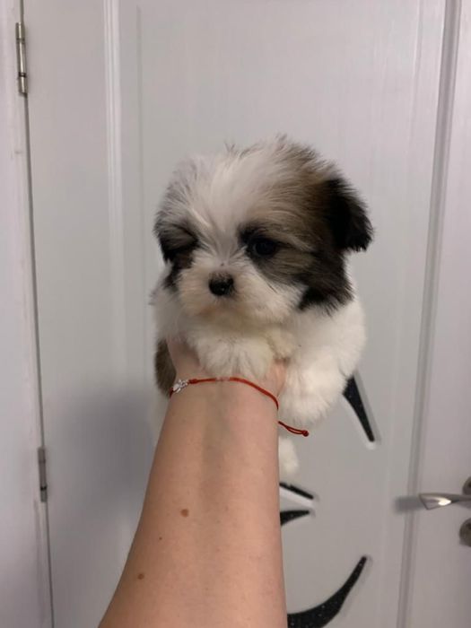 Shih tzu mini toy tricolor fetita