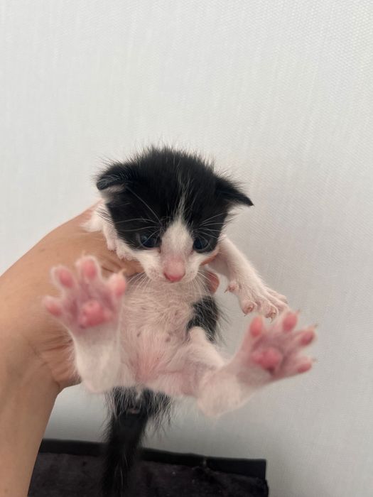 Маленькие котята