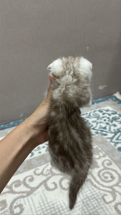 Чистокровнные котята