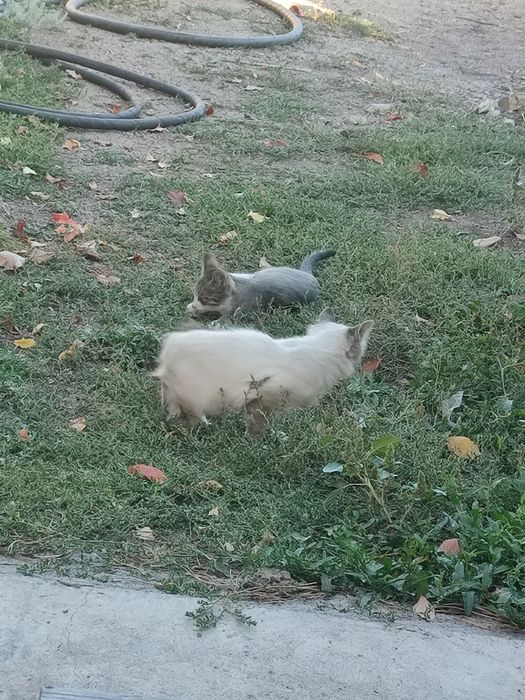 Котят бесплатно .