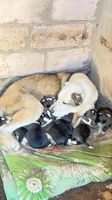 Казак тобеттин кушиги