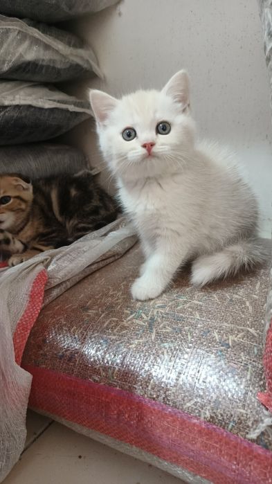 Продается  котята