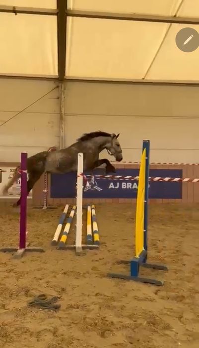 Vand Cal Pentru Echitație