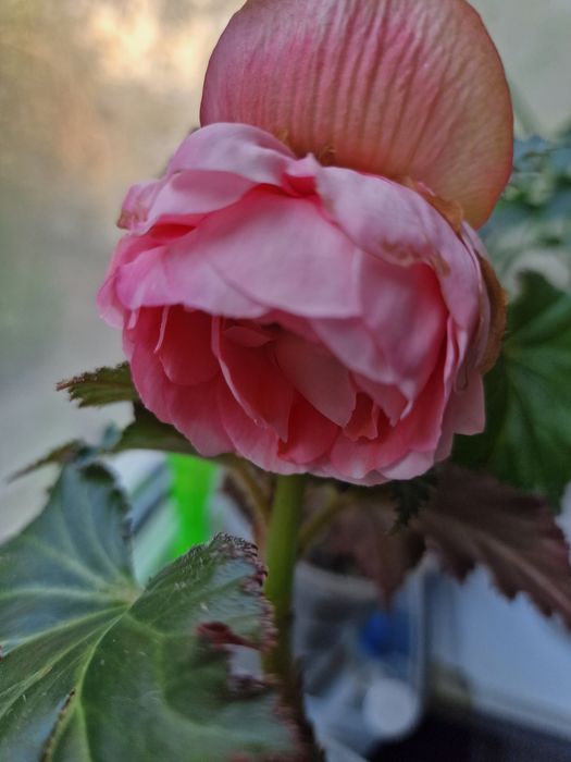 Бегония . Комнатные растения. Цветы.