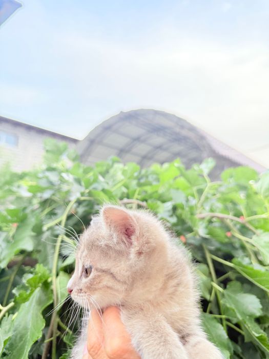 Котят отдам Для Добрых Рук