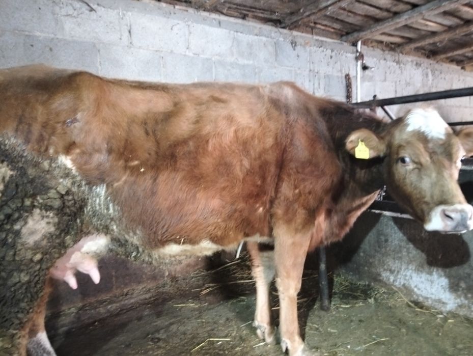 Продам корову дойную