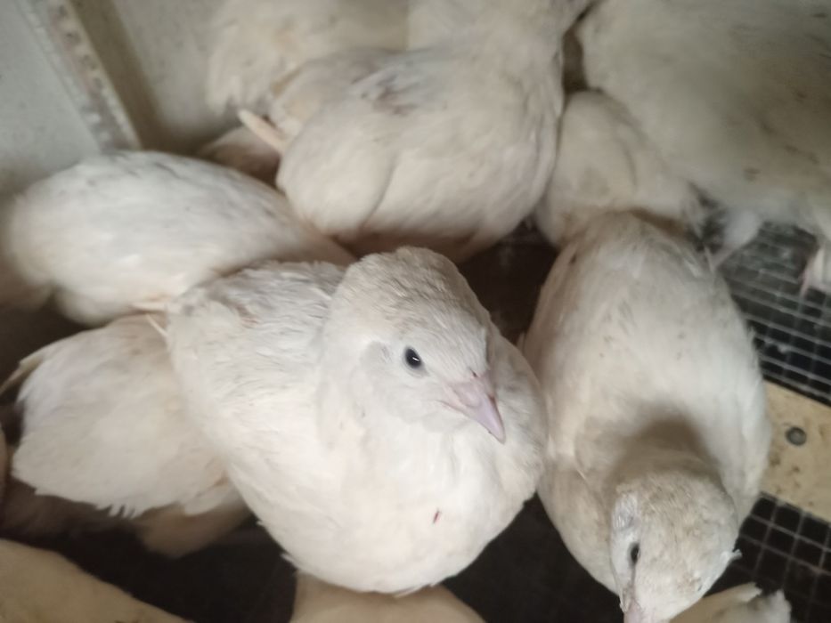 Продам  перепелок.