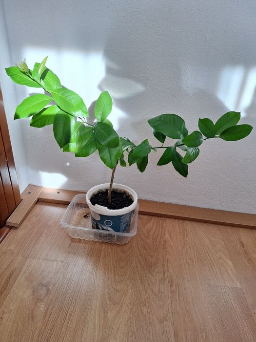 Lămâi altoiți Craiova.