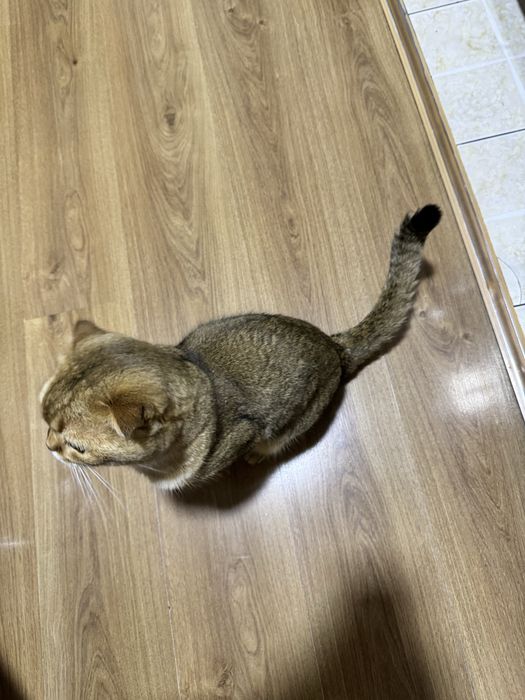 Кот 2 года золотая шиншила