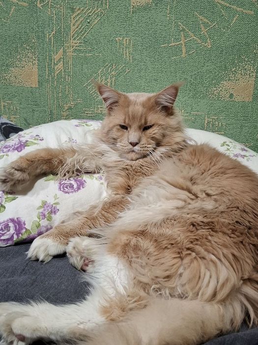 Котик мейнкун на вязку